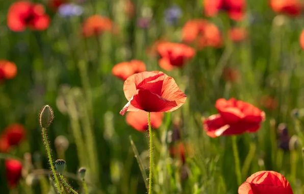 Red poppies, poppy field, blur bokeh
