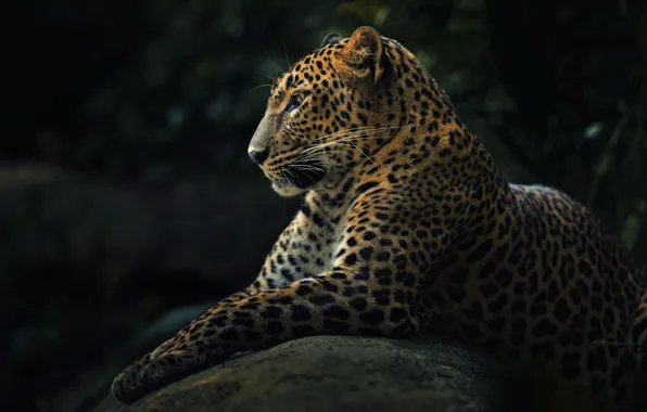 Picture animal, predator, leopard, panthera pardus