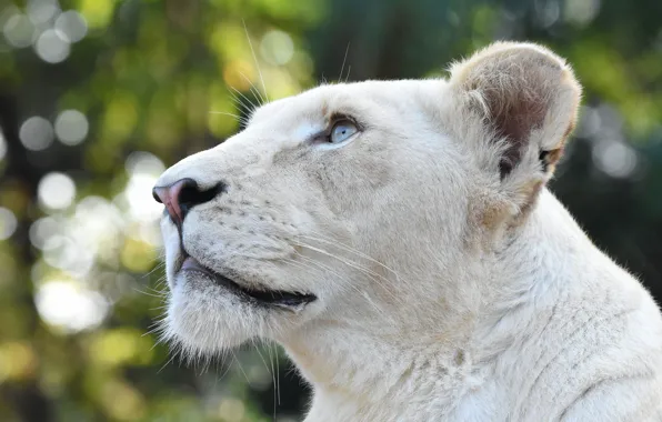 Look, face, portrait, profile, white, blue eyes, lioness