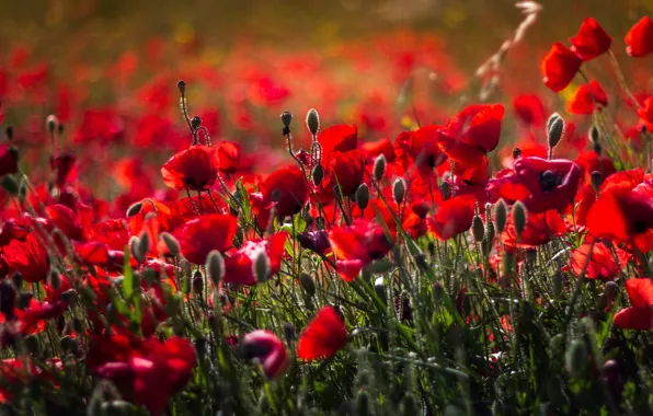 Summer, light, flowers, bright, Maki, red, buds, a lot