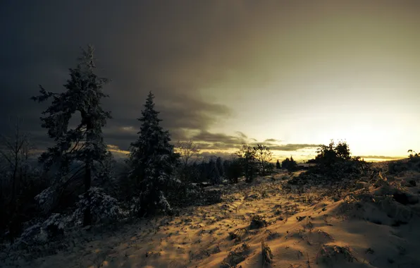 Winter, snow, trees, sunset, clouds, spruce, coniferous