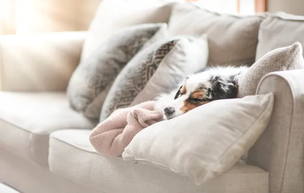 Comfort, house, each, dog