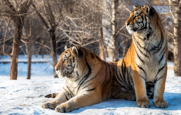 Picture winter, the sun, snow, trees, predators, two, tigers, bokeh
