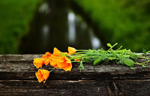 Flowers, bouquet, orange, escholzia