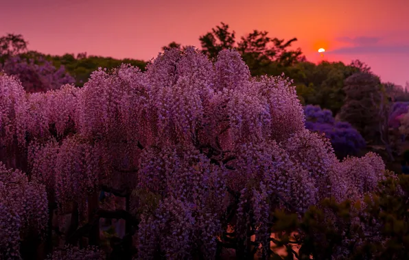The sky, sunset, Park, spring, the evening, garden, pink, twilight