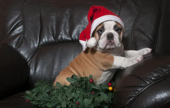 Look, pose, legs, dog, chair, baby, Christmas, puppy