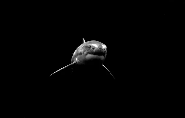 Picture background, the ocean, fish, shark