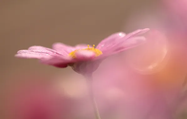 Flower, macro, pink, bokeh