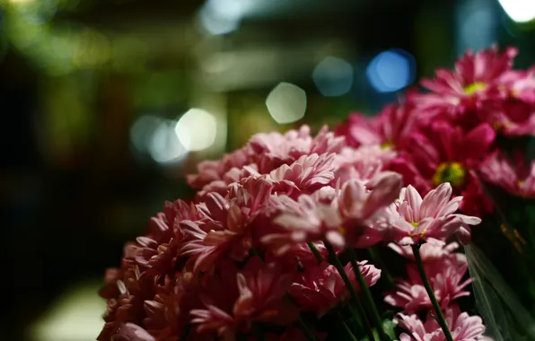 Flowers, petals, pink