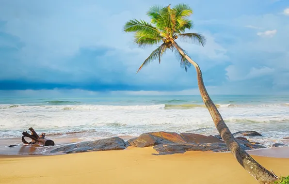 Picture sand, sea, beach, palm trees, shore, summer, beach, sea