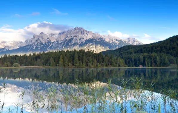 Forest, the sky, grass, water, clouds, trees, mountains, lake