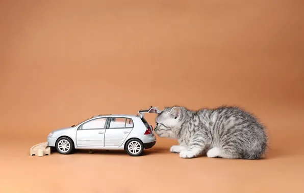 Machine, cat, kitty, toy, machine, British
