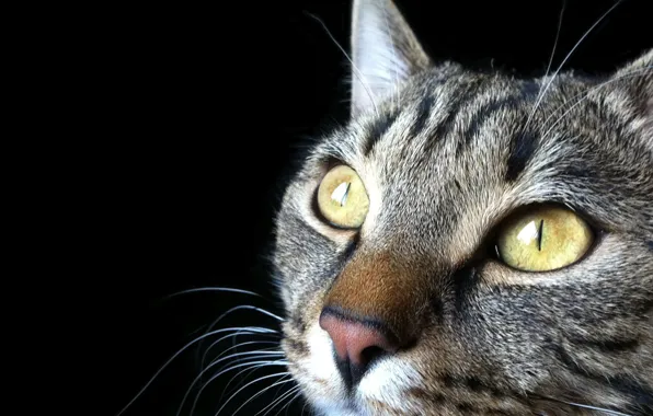 Summer, cat, the sun, nature