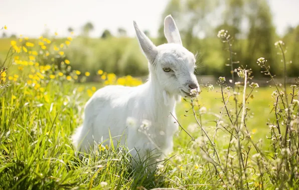 Picture summer, nature, goat