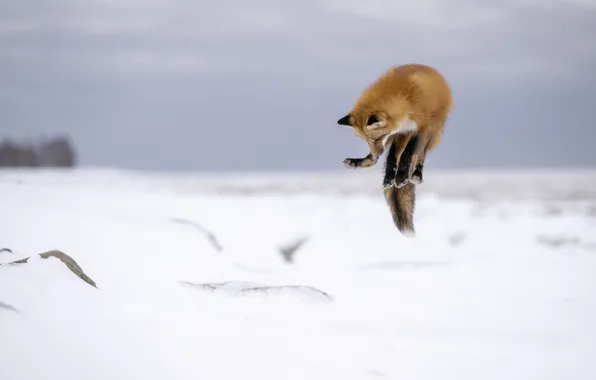 Winter, look, snow, pose, jump, Fox, red, face