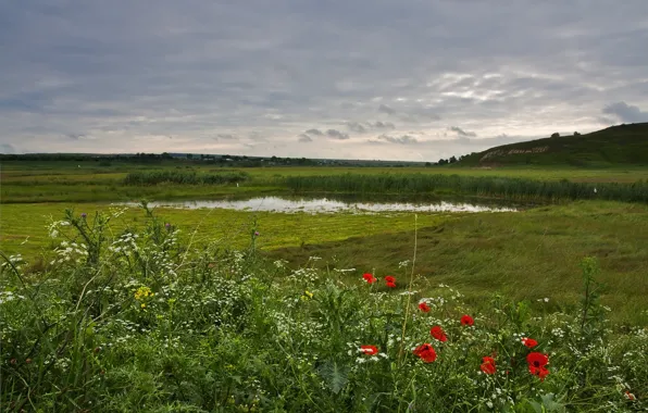 Picture flowers, meadow, grass