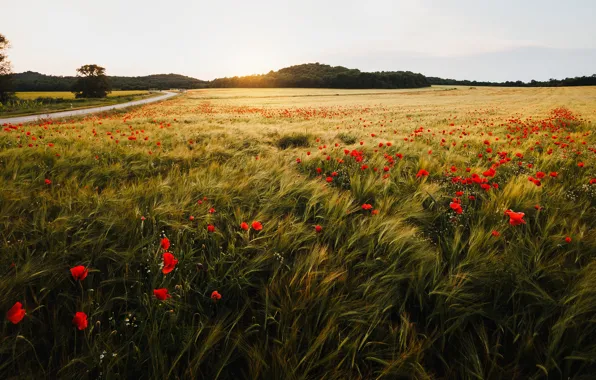 Summer, flowers, rye, Maki, ears, poppy field, rye field
