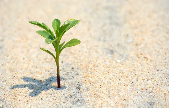 Sand, beach, macro, life, plant, nature, life, leaves