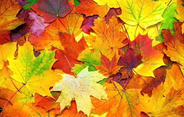 Wallpaper autumn, leaves, background, colorful, maple, background ...