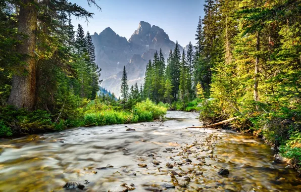 Picture forest, mountains, nature, river