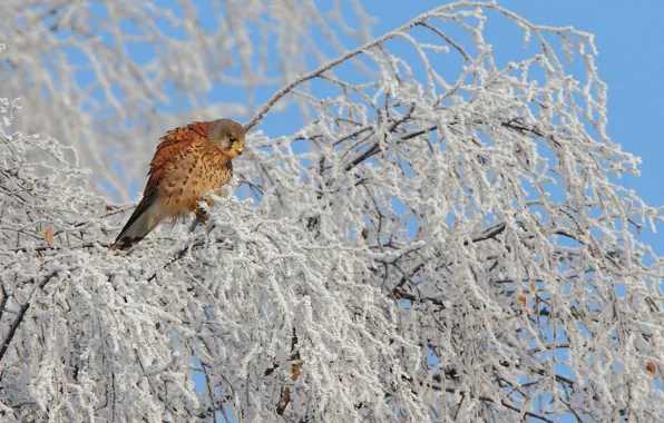 Picture winter, snow, tree, bird, tail, Kestrel, the family of Falcon, Kestrel