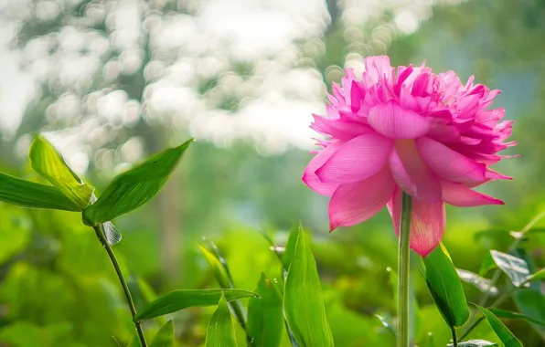 Picture flower, leaves, glare, pink, plants, Lotus
