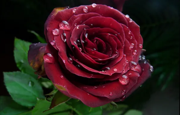 Drops, Red rose, Drops, Red rose