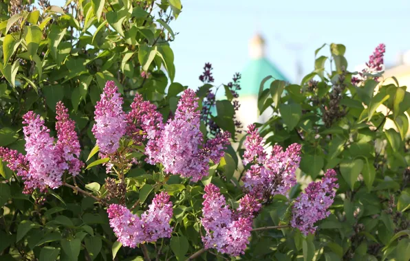 Picture spring, the bushes, lilac