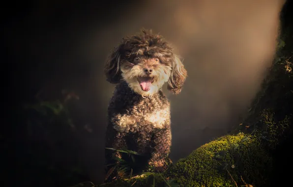 Forest, nature, dog