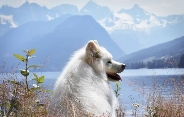 Look, pose, dog, face, Samoyed