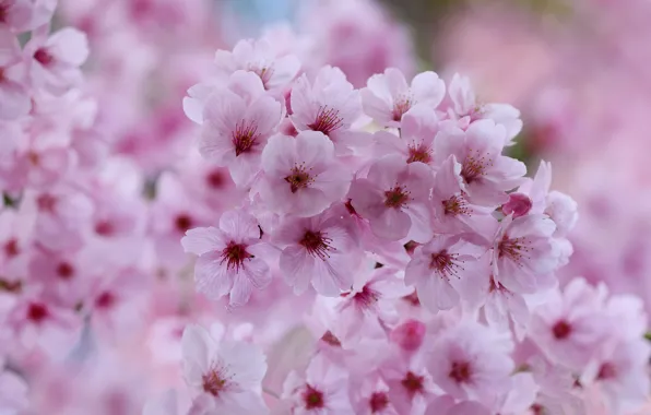 Macro, flowers, cherry, spring, flowering