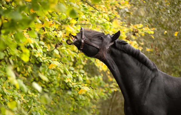 Picture leaves, branches, horse, horse, crow
