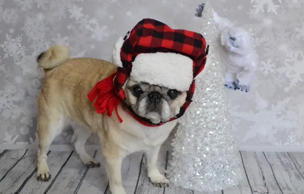 Winter, look, snowflakes, pose, hat, toy, Board, dog