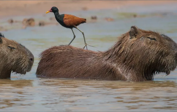 Animals, nature, bird, nature, bird, rodents, Animals, trio