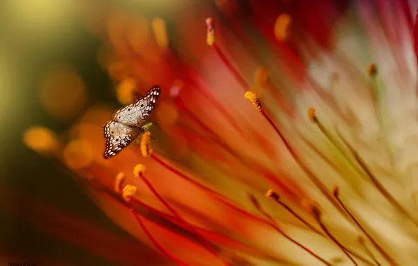 Macro, flowers, butterfly