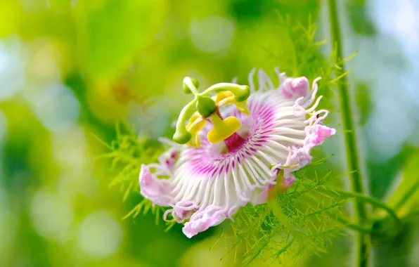 Picture flower, pink, petals, pistil, stamen, Passionflower