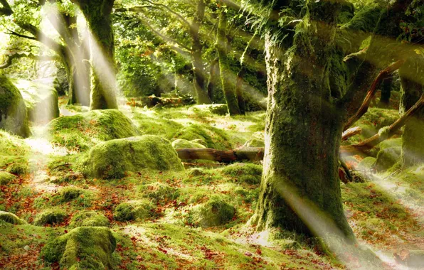 FOREST, STONES, GREENS, LEAVES, LIGHT, MOSS, TREES, RAYS