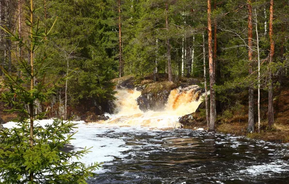 Forest, foam, river, waterfall, stream