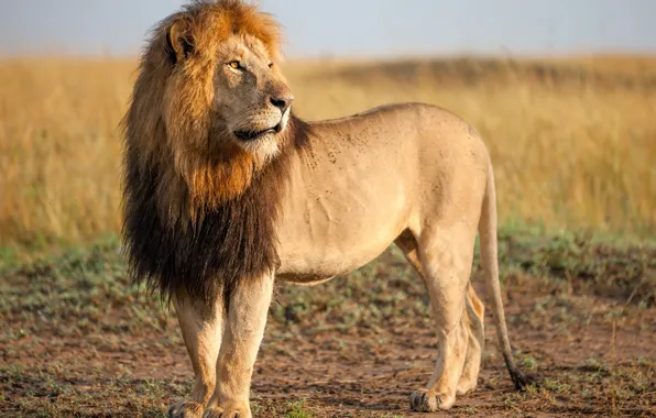 Picture nature, Leo, the king of beasts