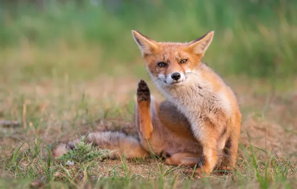 Picture grass, look, face, nature, pose, paws, Fox, red