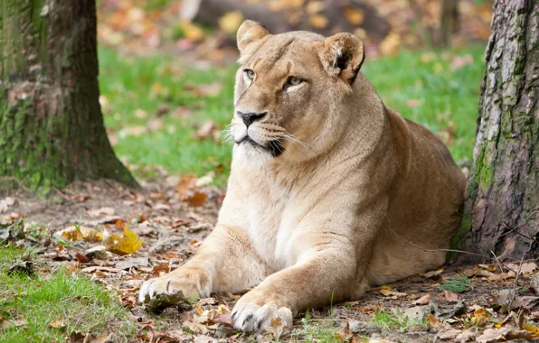 Picture autumn, cat, leaves, lioness