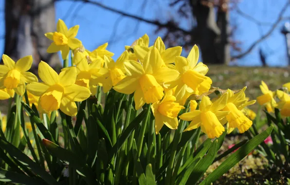 The sky, flowers, blue, blue, spring, yellow, contrast, flowerbed