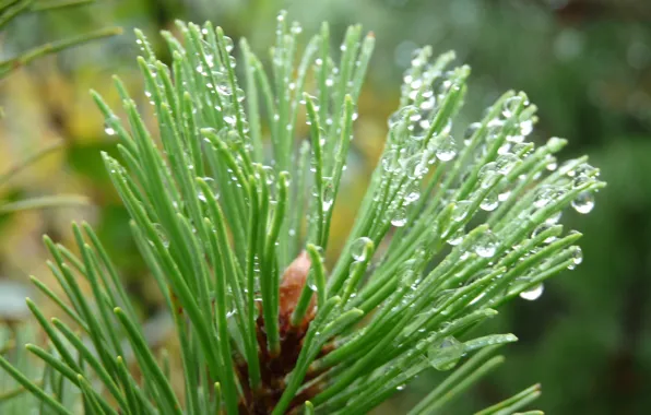 Water drops, Austria, pine