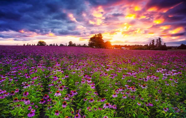 Field, sunset, flowers, Echinacea, Pacific Northwest
