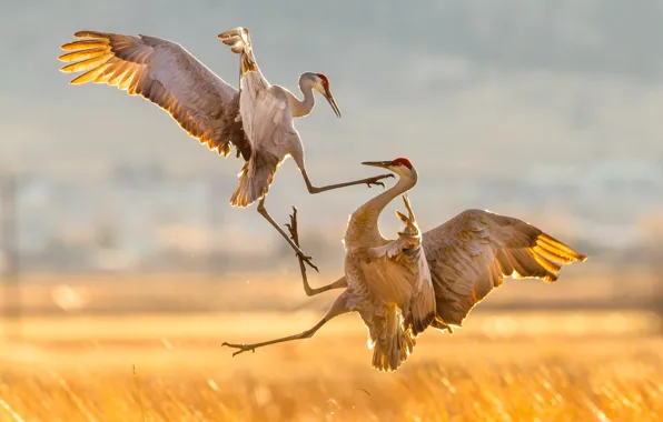 Birds, nature, attack, migration, Sandhill Cranes