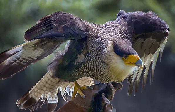 Bird, eagle, wings, beak