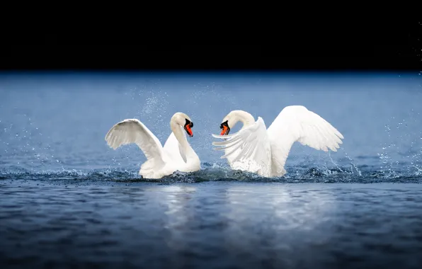 Picture water, drops, love, squirt, bird, wings, pair, swans