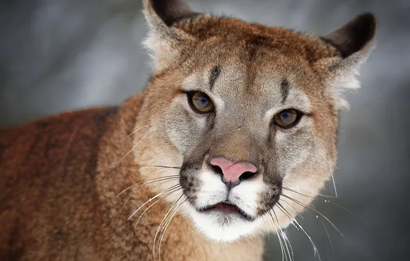 Picture look, face, background, portrait, wild cat, Puma, Cougar