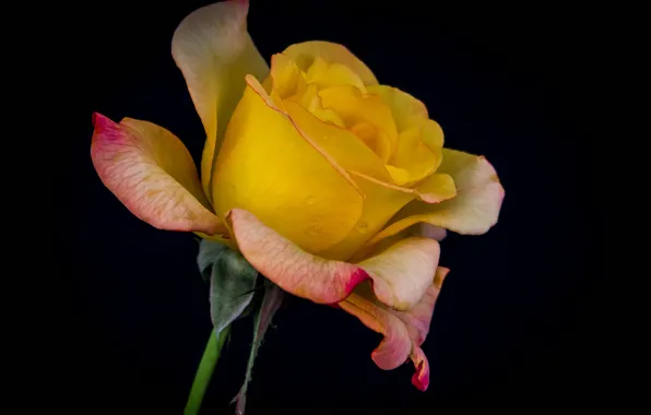 Water, drops, macro, Rosa, rose, petals, Bud