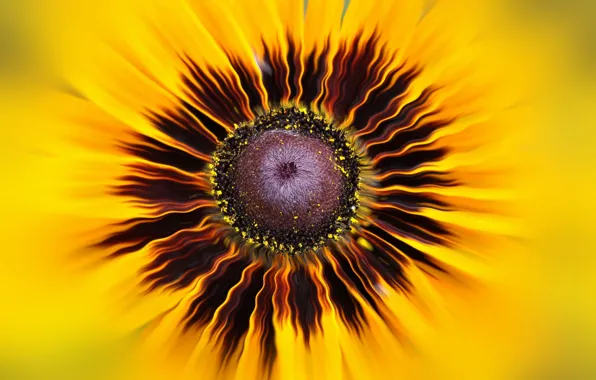 Flowers, nature, petals